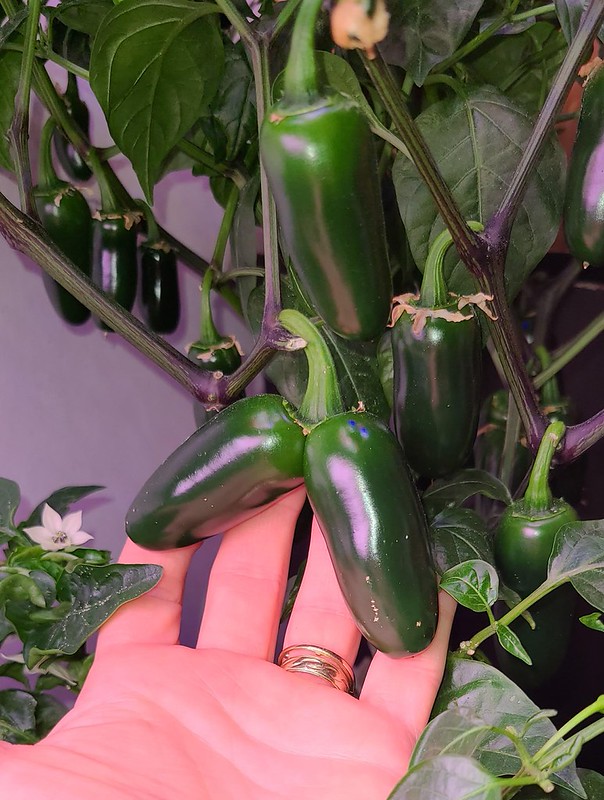 Update #18: Look at the size of these Apple Peppers (on the shortest plant I have) The Siamese Twins are still doing well