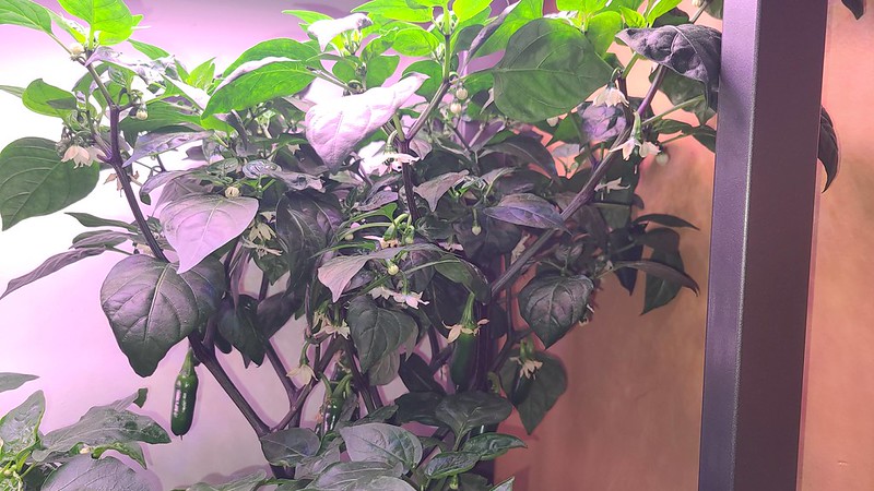 Update #15: Here they are today. The one plant is 2 feet tall ... Sweet Apple: Zapotec Jalapeno: Zapotec Conjoined Twins: Sw…