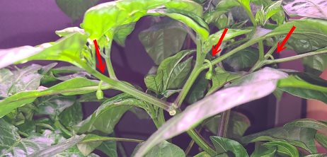 Update #11: All three have flowers and buds. [/url][/div]