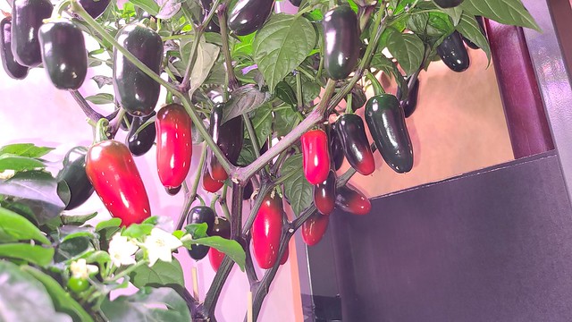 Update #22: The reds will be coming off and placed in the freezer for future use in dishes. Here is a front and underside vi…