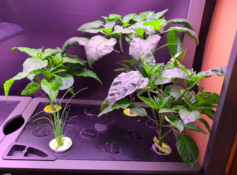 Update #10: All three are doing well. I even raised the hood more. (full picture below) The front right has tiny buds in the…
