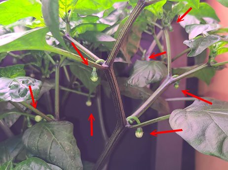 Update #11: All three have flowers and buds. [/url][/div]