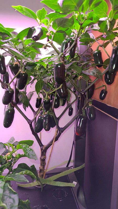 Sweet Apple, Sweet Jalapeño, and Zapotec Jalapeño in a Farm 24 XL