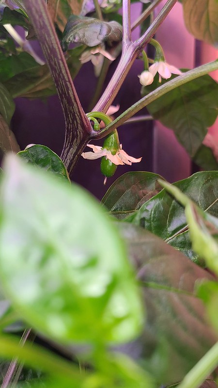 Update #13: I have peppers on two of the plants. As you see the three pictures below, can you spot the pepper that is a twin…
