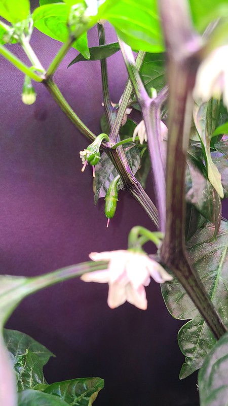 Update #13: I have peppers on two of the plants. As you see the three pictures below, can you spot the pepper that is a twin…