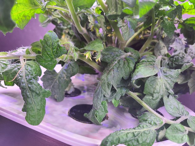 Update #6: Mooch and nutes added yesterday. Lots of flowers... and you can see one teeny weenie tom[