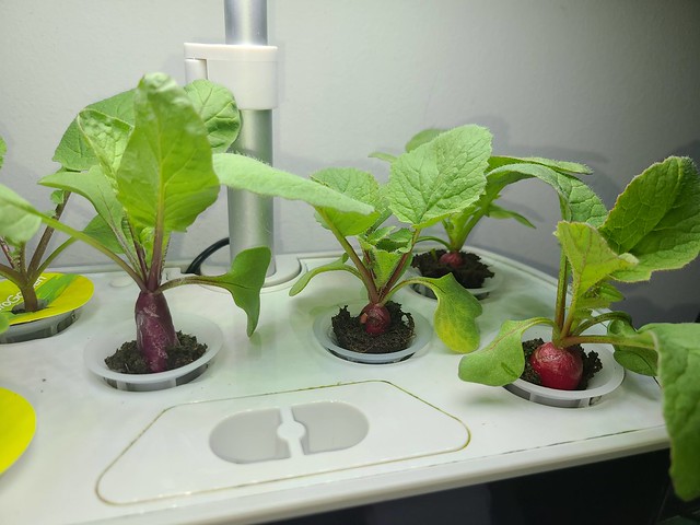 Update #7: The Hailstone and Black Spanish are not doing anything other then the leaves and a long white root. No ball form…