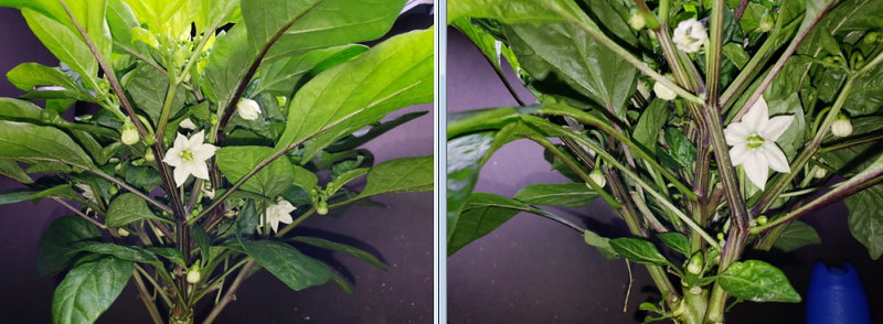 Update #10: Day 44Both are pretty comparable. Here they are together and then there is a picture of the buds underneath. Loo…