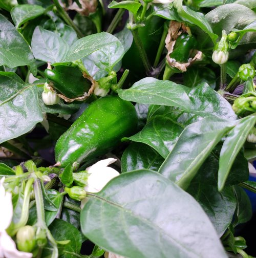 Update #11: A few observationsPeppers are growing faster on Park Seed.Peppers on Park seed are fatter wile Burpee is longer.…