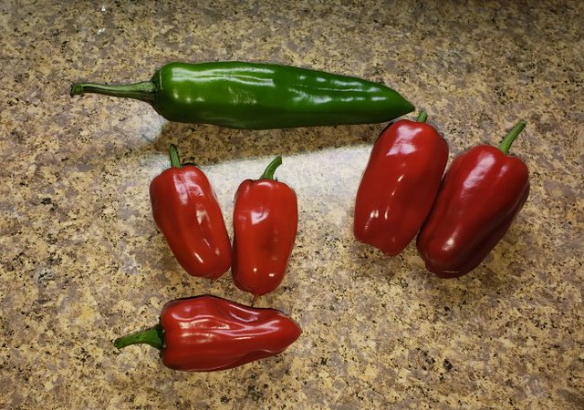 Update #18: This is a picture after I took a few peppers off. I also trimmed out some leaves. I need to turn them, I have no…
