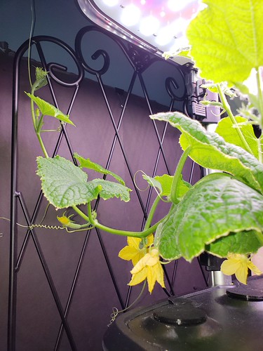 Update #10: I used the Bee the Pollinator. I also cleaned up the dried up leaves and flowers. And them latching on.