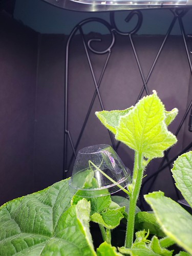 Update #7: I mentioned a few posts back that I did not have any tendrils yet and Corinne stated the following: I got vines …
