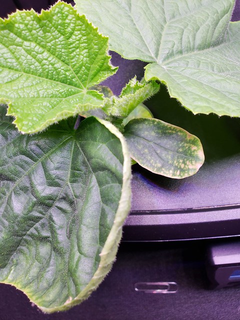 Update #5: Three pictures...Here is a top view. My one large leaf has a yellow thin border and will watch that. Here you ca…