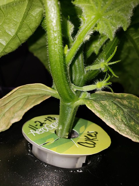 Update #6: But look .. Are these Cucumbers starting?