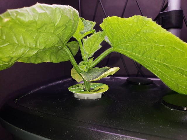 Update #5: Three pictures...Here is a top view. My one large leaf has a yellow thin border and will watch that. Here you ca…