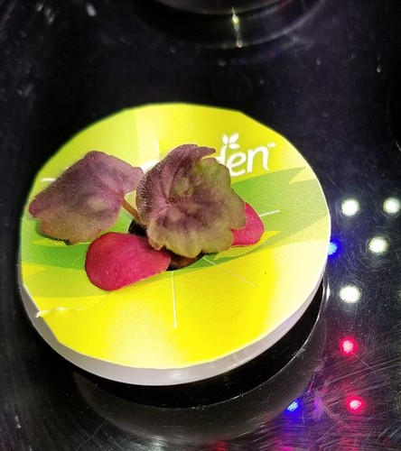 Update #3: My Nanos are looking nice, but in the second picture you can see that the leaves are a very bright color. I wond…