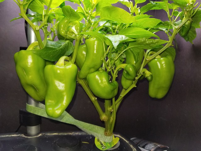 Update #4: Not much has changed, just a little growth on the Sheeps and larger peppers on the Cubanelle. I am just waiting …
