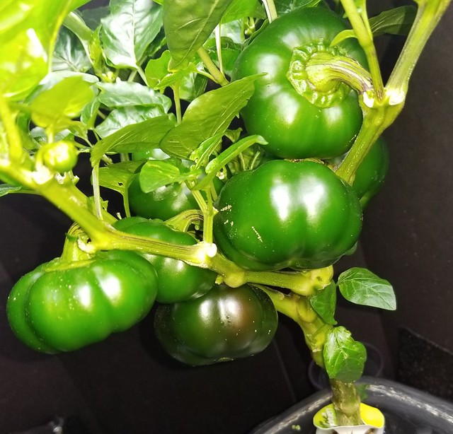 Update #5: Just to show the size of the Cubanelles ....And now do you see what I see?