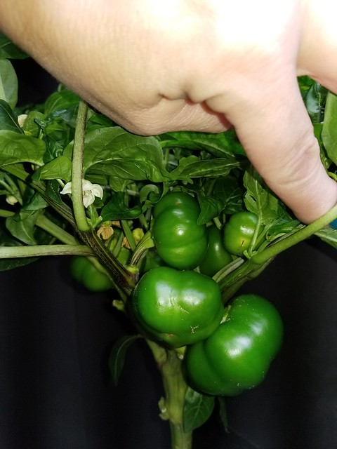 Update #1: Bounty is all clean and new garden planted. My Sweet Heat is temporarily here for a few more days. It will then …
