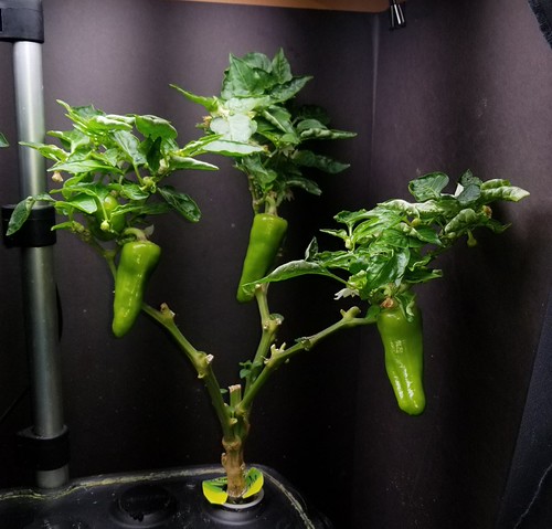 Update #14: Can you see a Sheep growing? Also my Cubanelles are growing on my severely trimmed plant.. of course I thought I…
