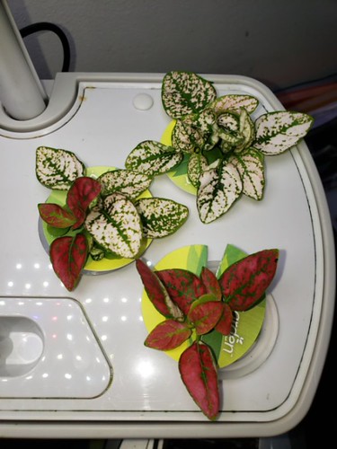 Update #5: @cornne, I THOUGHT the vendor I had were white but like yours there is a touch of pink in them. Some look pure w…