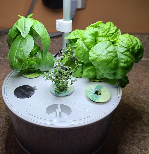 Update #3: An update on my herbs