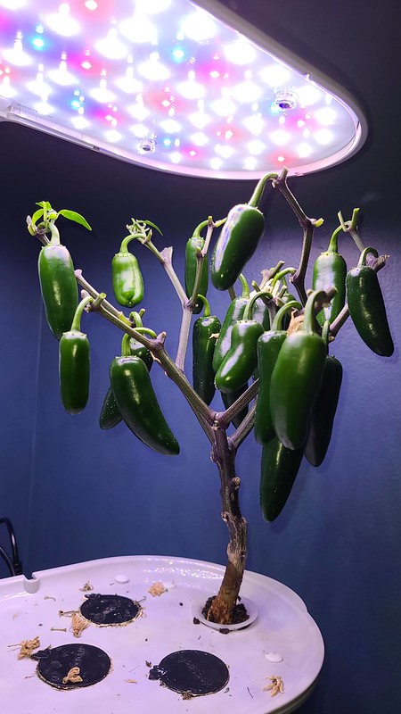 Update #11: These are growing sooooo slooowwwww so I have given them a SEVERE cut. I took all the leaves and limbs that had …