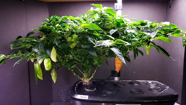 Habanada and Sweet Heat Peppers with Heavy Harvests