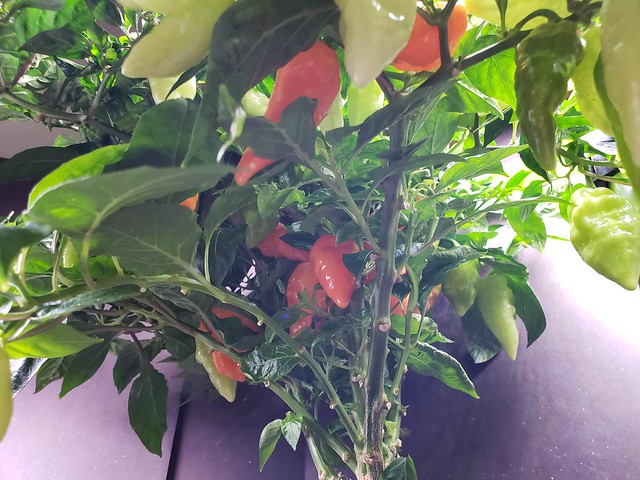 Update #14: Mooch added and two different angles of the plant [