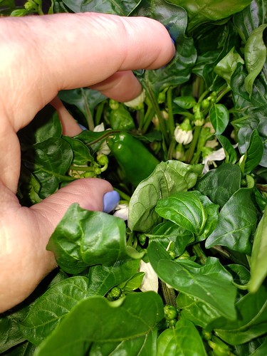 Update #6: Just removed 4 huge leaves from the Sweet, no inner leaves but it is filled with flowers inside. I am doing my b…