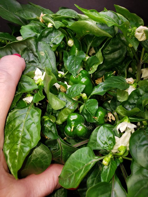 Update #7: Habananda (L), Sweet Heat (R) I am refraining from trimming leaves. Only did the super huge ones from both. Tiny…