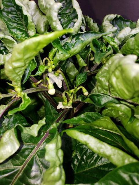 Update #7: Habananda (L), Sweet Heat (R) I am refraining from trimming leaves. Only did the super huge ones from both. Tiny…