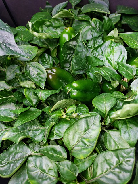 Update #10: The plants from a distance. Then you will see some a Sweet starting to change color at the tip. The third pictur…