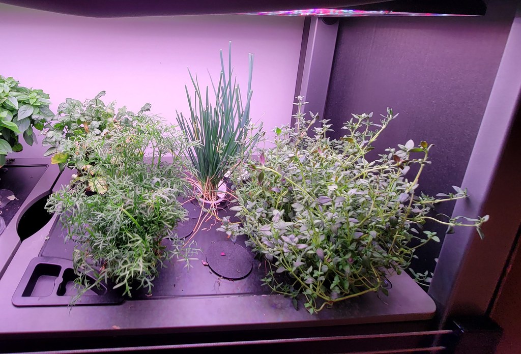 Update #5: Here are my herbs. I have trimmed several times and some still need trimming.