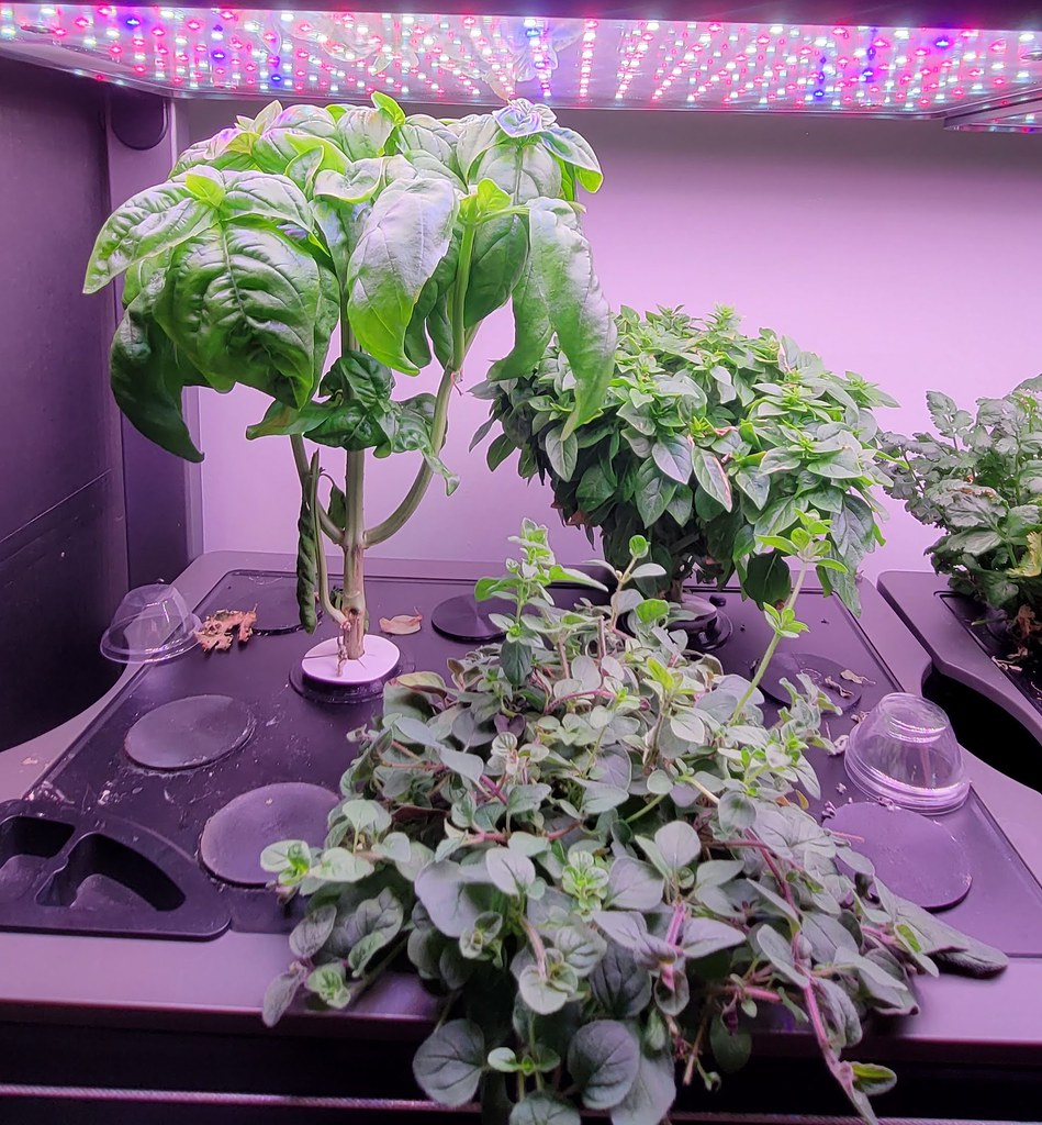 Farm Basic Herbs