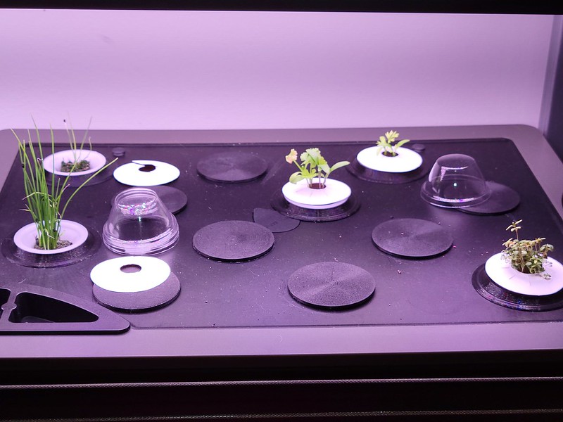 Update #2: I need to get Mark to thin these plants this weekend Left Side: Right Side
