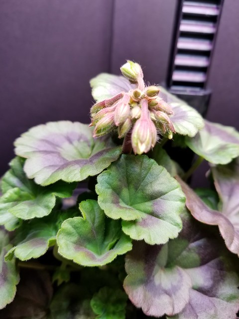 Update #9: Not to bore anyone but here is the back right flower blooming and looking at the left, it will be white. Side no…