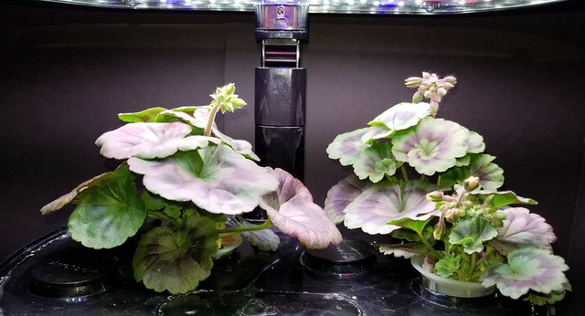 Nano Geranium Mix Flowered before Low-Water Decline