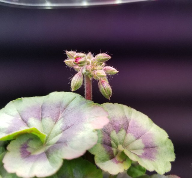 Update #7: I am really excited. I can see some color in the buds on the right ride. The left one should be opening any day.