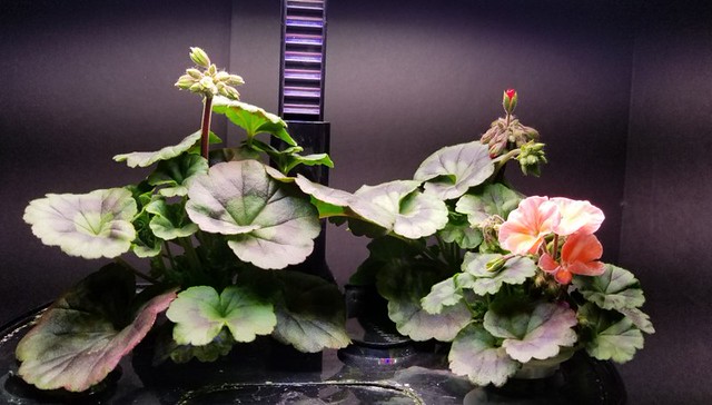 Update #8: Yes Mary, no more yellow. Here are some pictures.The back right plant:The front right plant:The three plants: