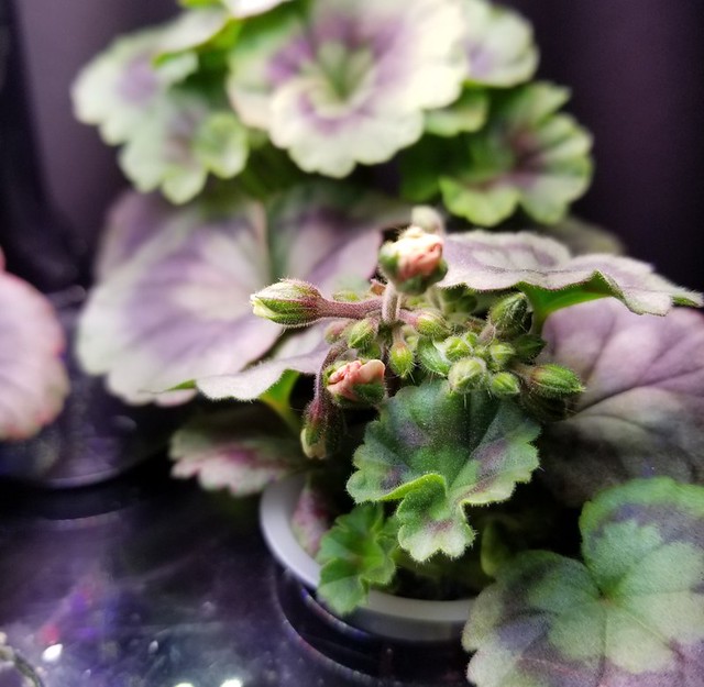 Update #7: I am really excited. I can see some color in the buds on the right ride. The left one should be opening any day.