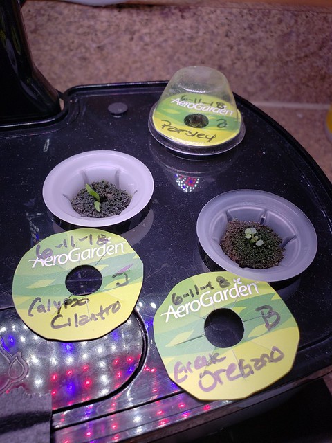 Update #2: Trio of Basil: Cilantro and Oregano: Still waiting on the Parsley, if nothing in a few days I will replace with …