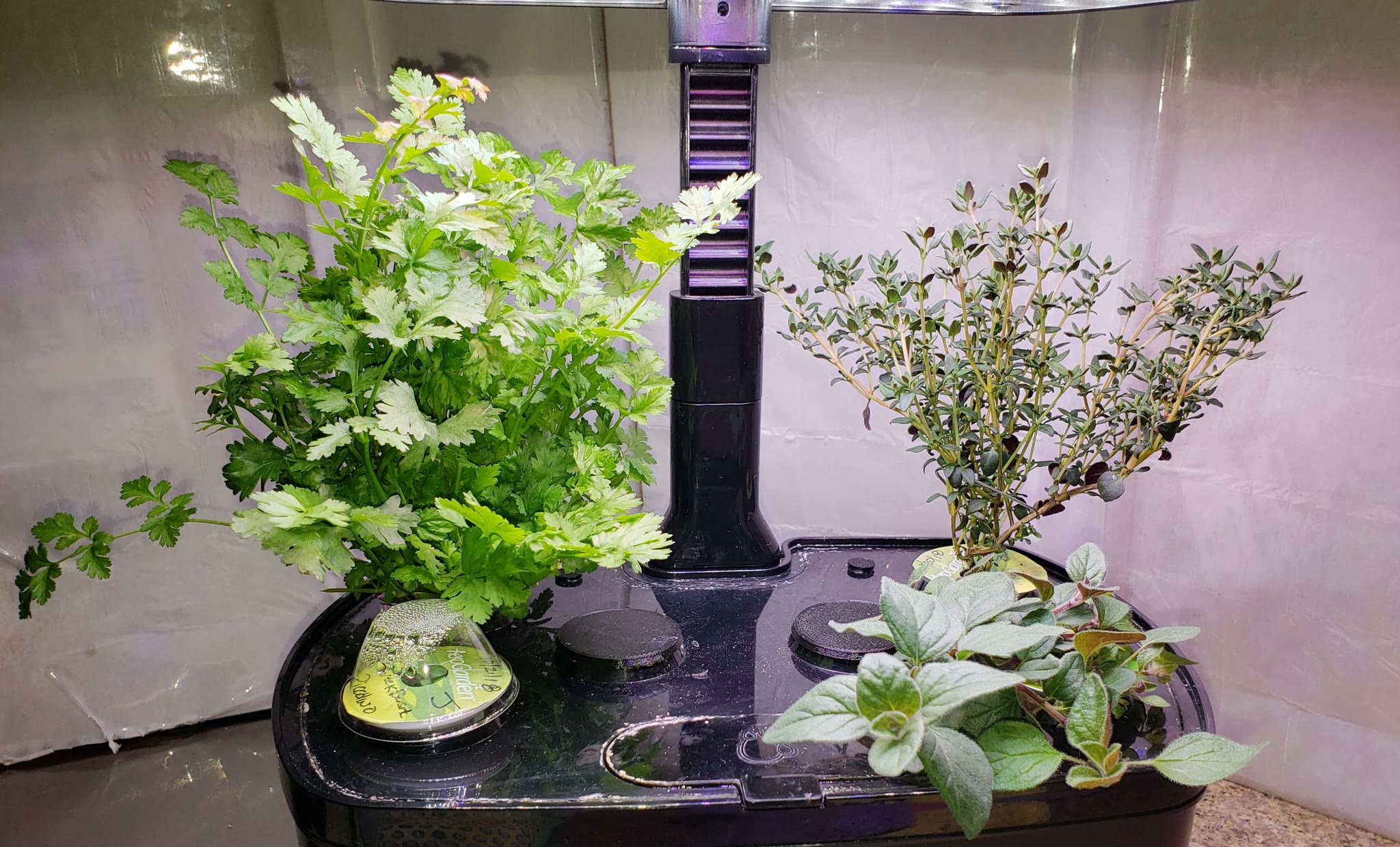 Rotating Basil, Cilantro, Oregano, Parsley, and Thyme Garden