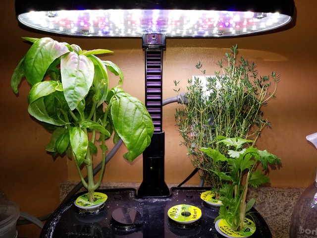 Long-Running Kitchen Harvest with Oregano, Thyme, Basil, Cilantro, and Rosemary