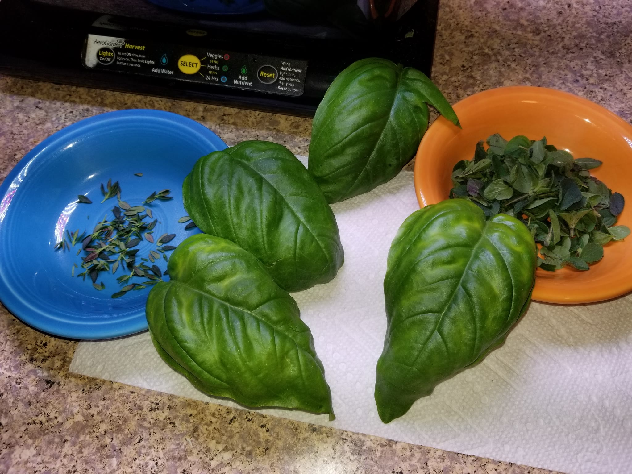 Update #3: This morning I trimmed the herbs. Before trimmingWhat I am freezing and/or using: