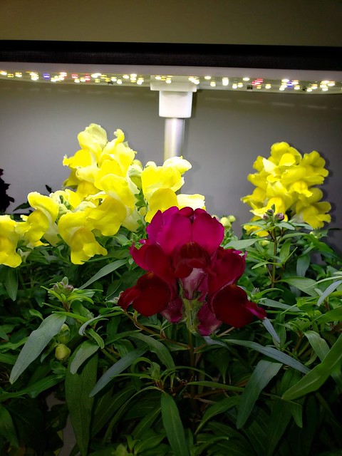 Update #12: All my flowers so far are yellow with two deep purple or burgundy. I can not get a good shot of them but here I …
