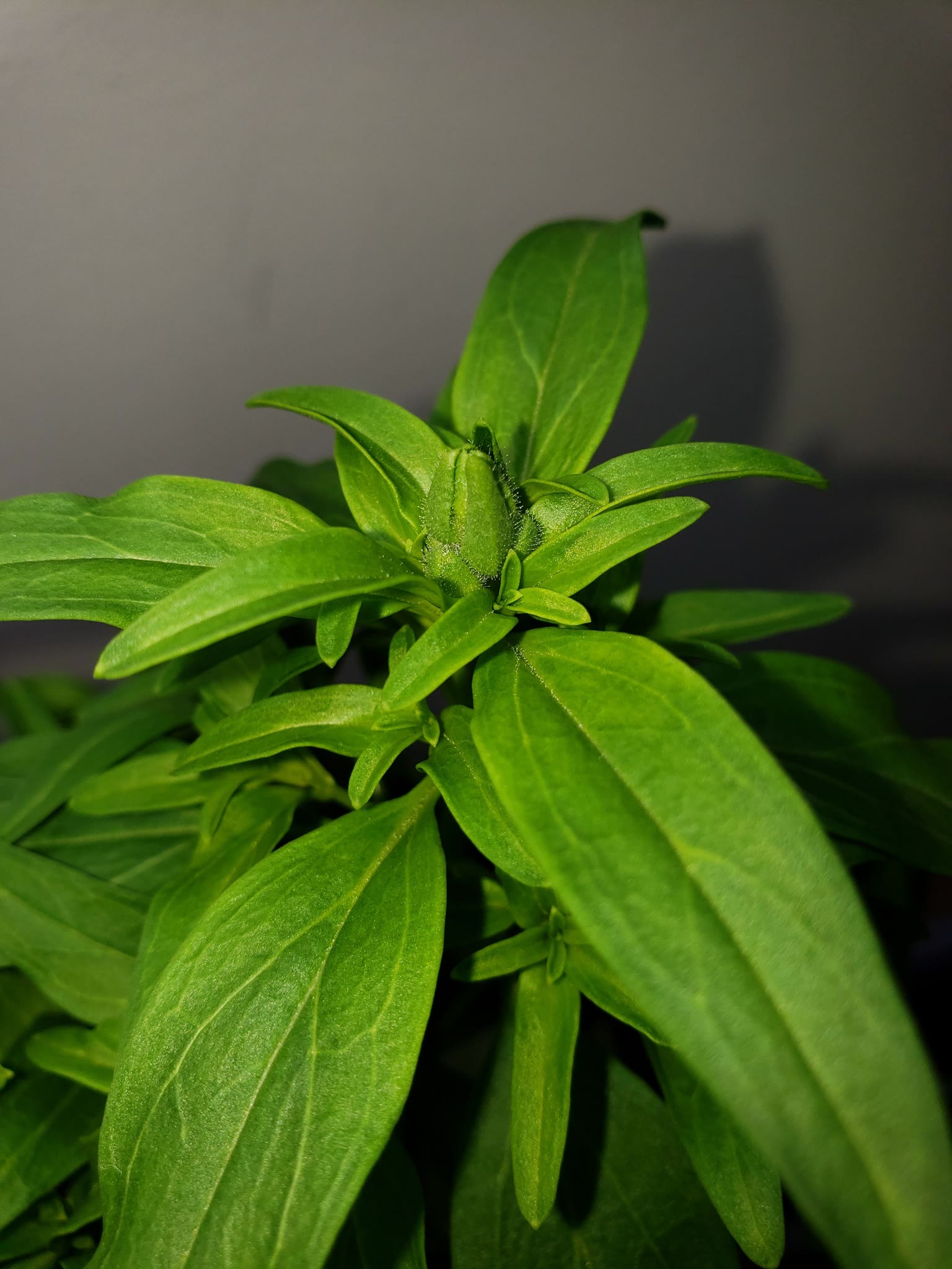 Update #6: Garden progress