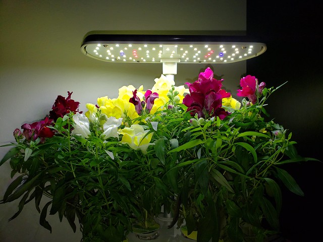 Snaptini Flowers in Yellow, Burgundy, and White