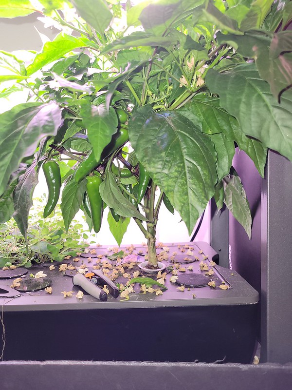 Update #3: ok so here are some pictures. I had no clue there were peppers (ok maybe only one or two) on the plants. They ha…
