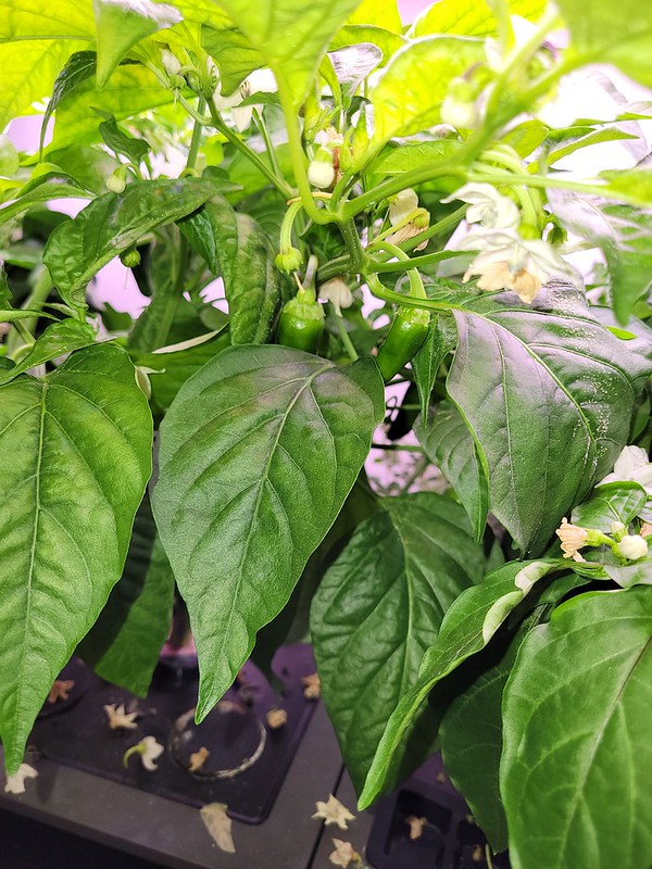 Update #3: ok so here are some pictures. I had no clue there were peppers (ok maybe only one or two) on the plants. They ha…